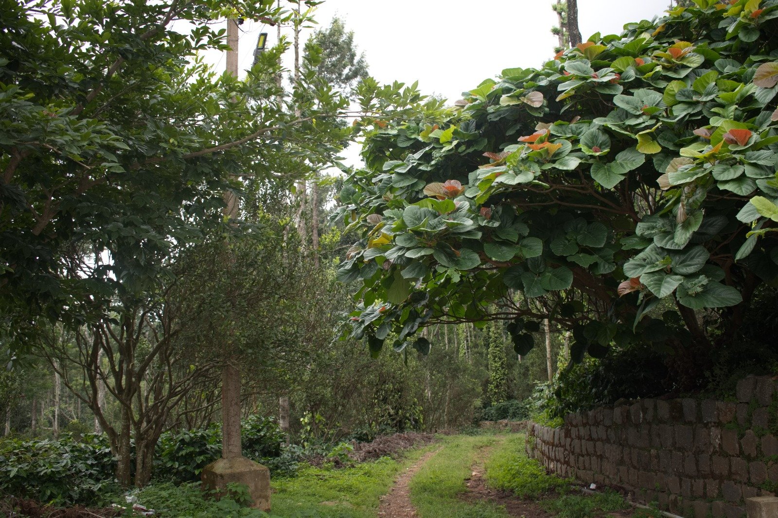 A high-elevation agroforest in the Eastern Ghats. — PKC Coffee, Kudiraipanjan Estate