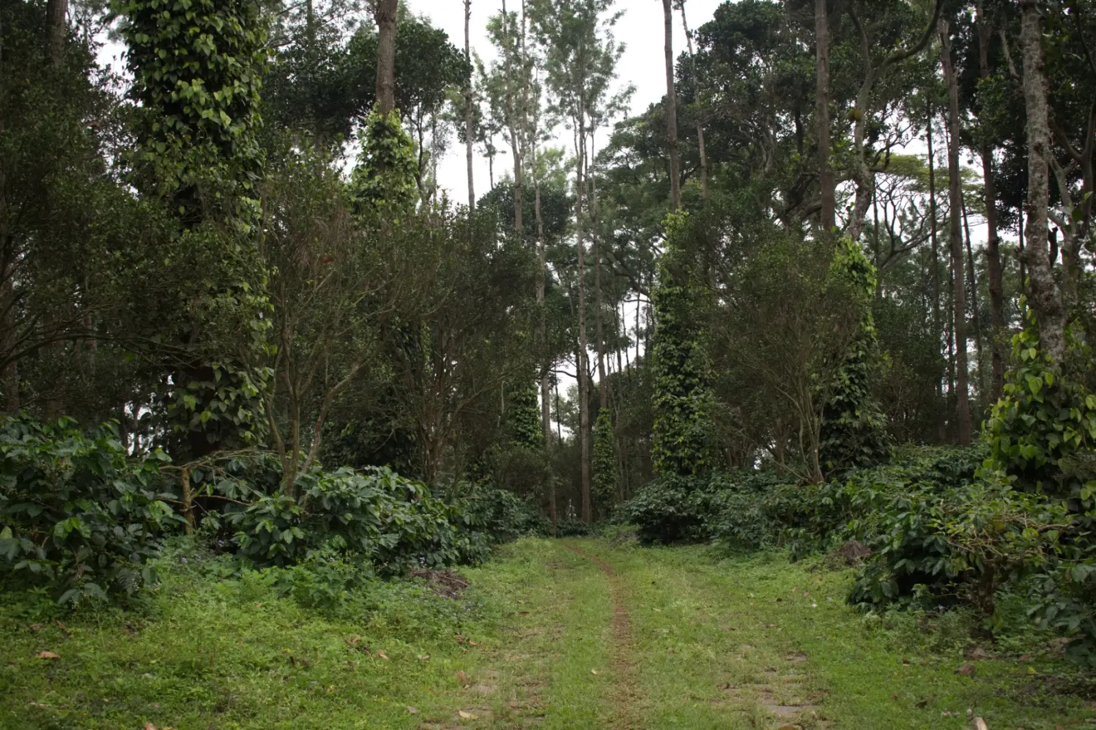 PKC Kudiraipanjan Estate agroforest pathway