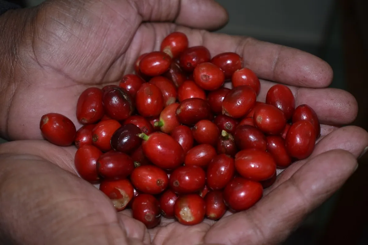 Crafting Excellence — Our Processing Journey — PKC Kudiraipanjan Estate