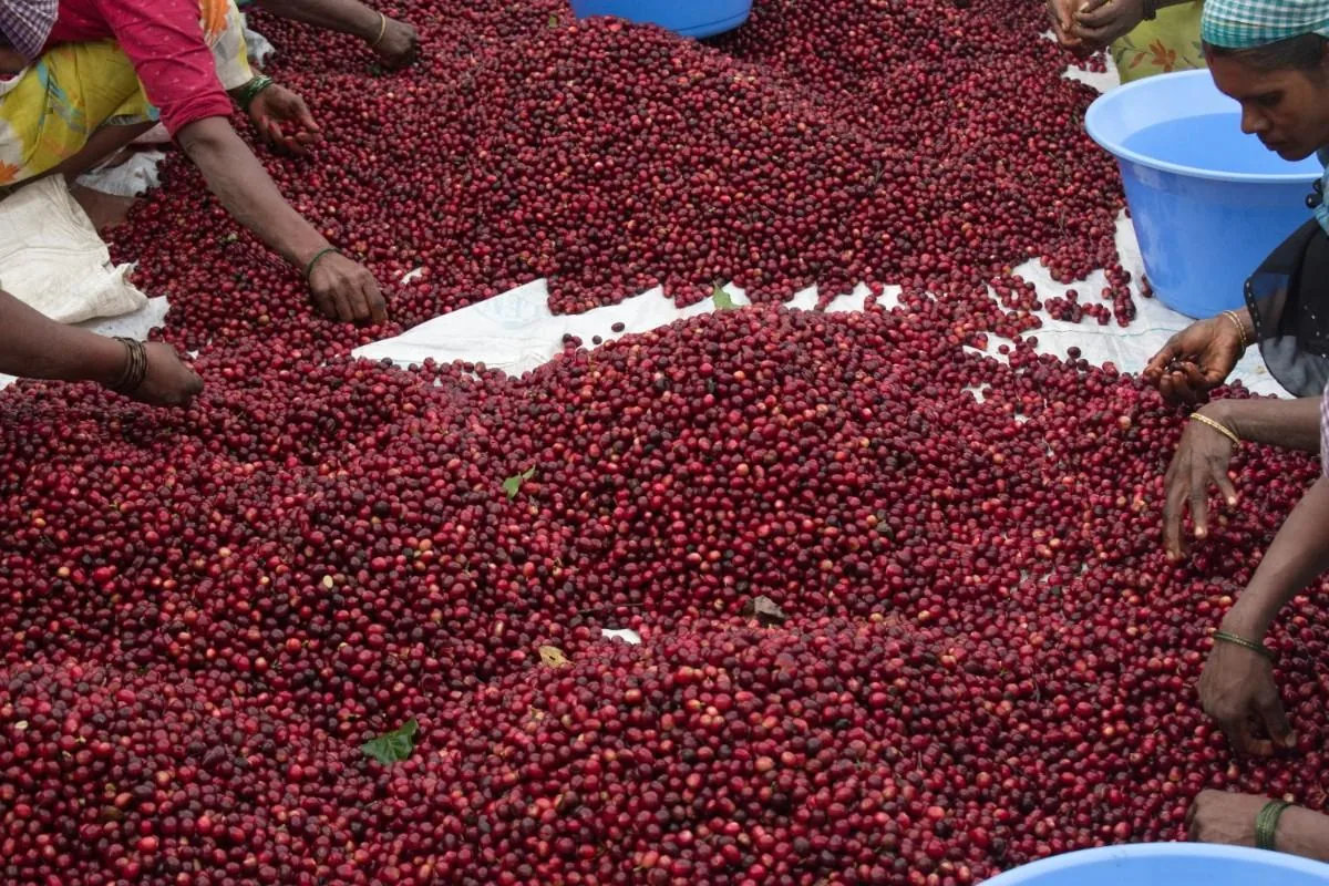 Crafting Excellence — Our Processing Journey — PKC Kudiraipanjan Estate