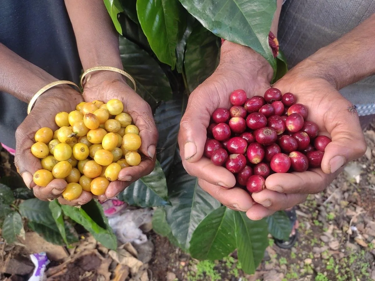 Crafting Excellence — Our Processing Journey — PKC Kudiraipanjan Estate