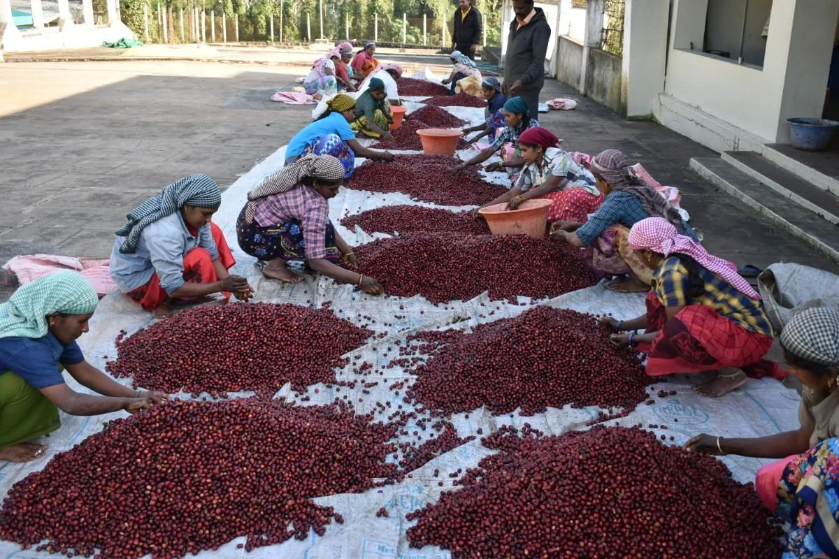 Crafting Excellence — Our Processing Journey — PKC Kudiraipanjan Estate