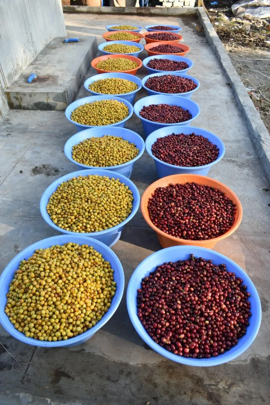 Crafting Excellence — Our Processing Journey — PKC Kudiraipanjan Estate