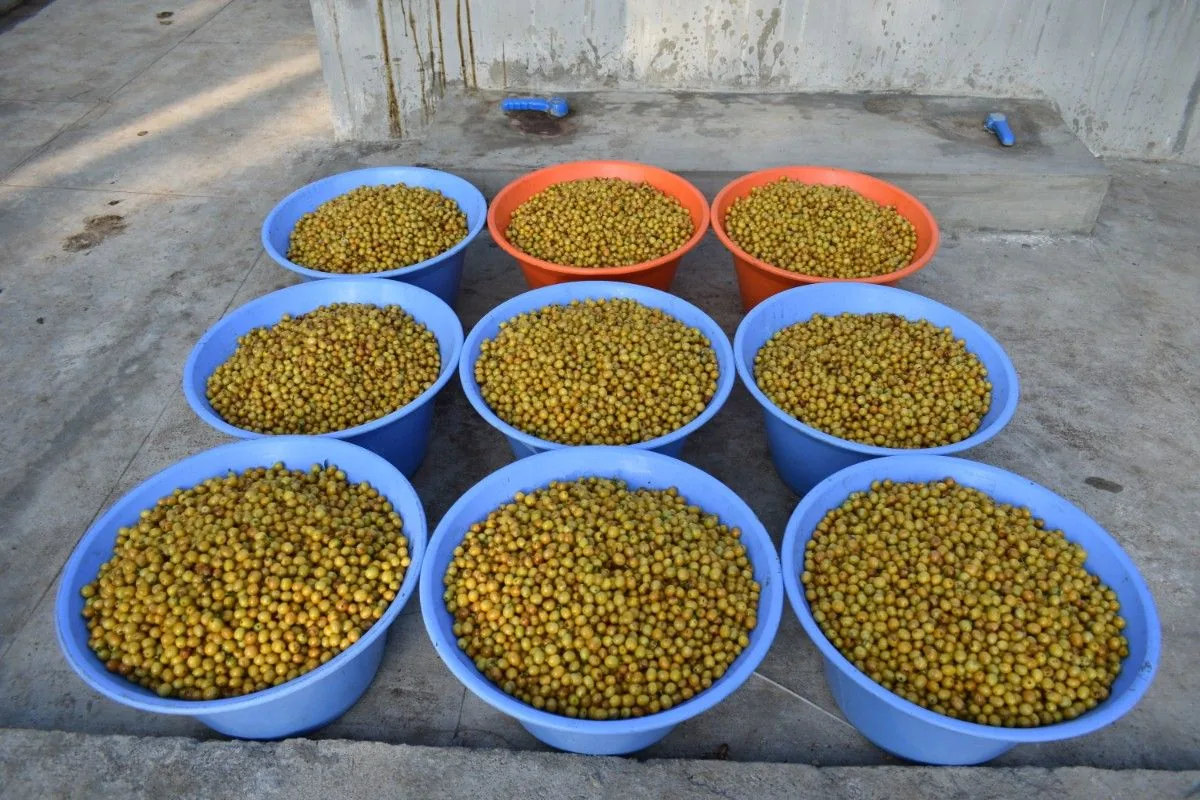 Crafting Excellence — Our Processing Journey — PKC Kudiraipanjan Estate