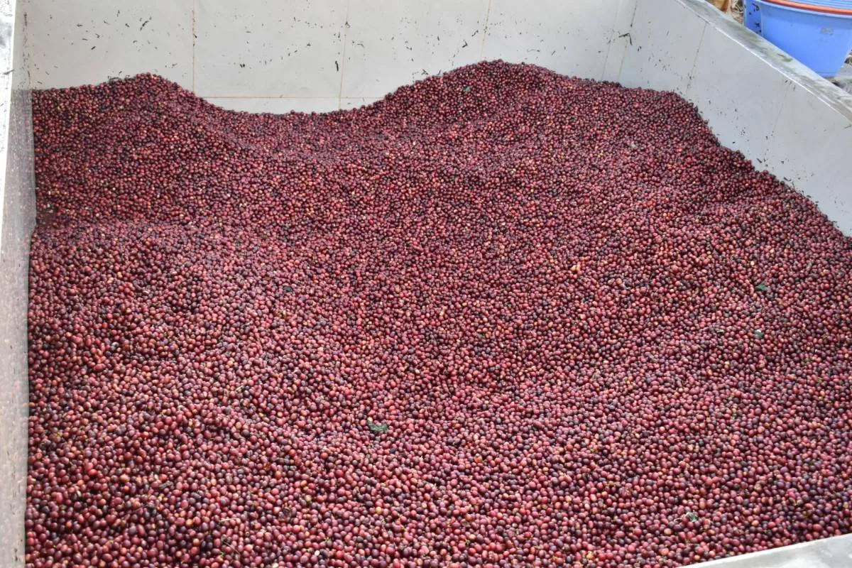 Crafting Excellence — Our Processing Journey — PKC Kudiraipanjan Estate
