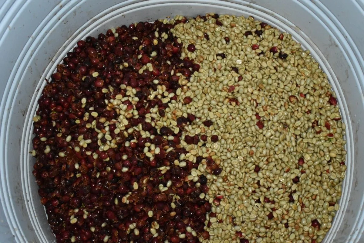 Crafting Excellence — Our Processing Journey — PKC Kudiraipanjan Estate