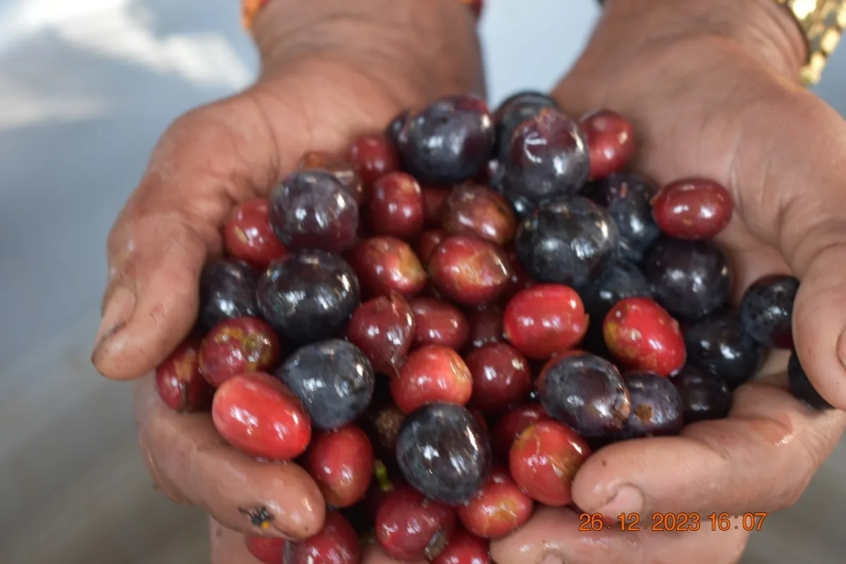 Crafting Excellence — Our Processing Journey — PKC Kudiraipanjan Estate