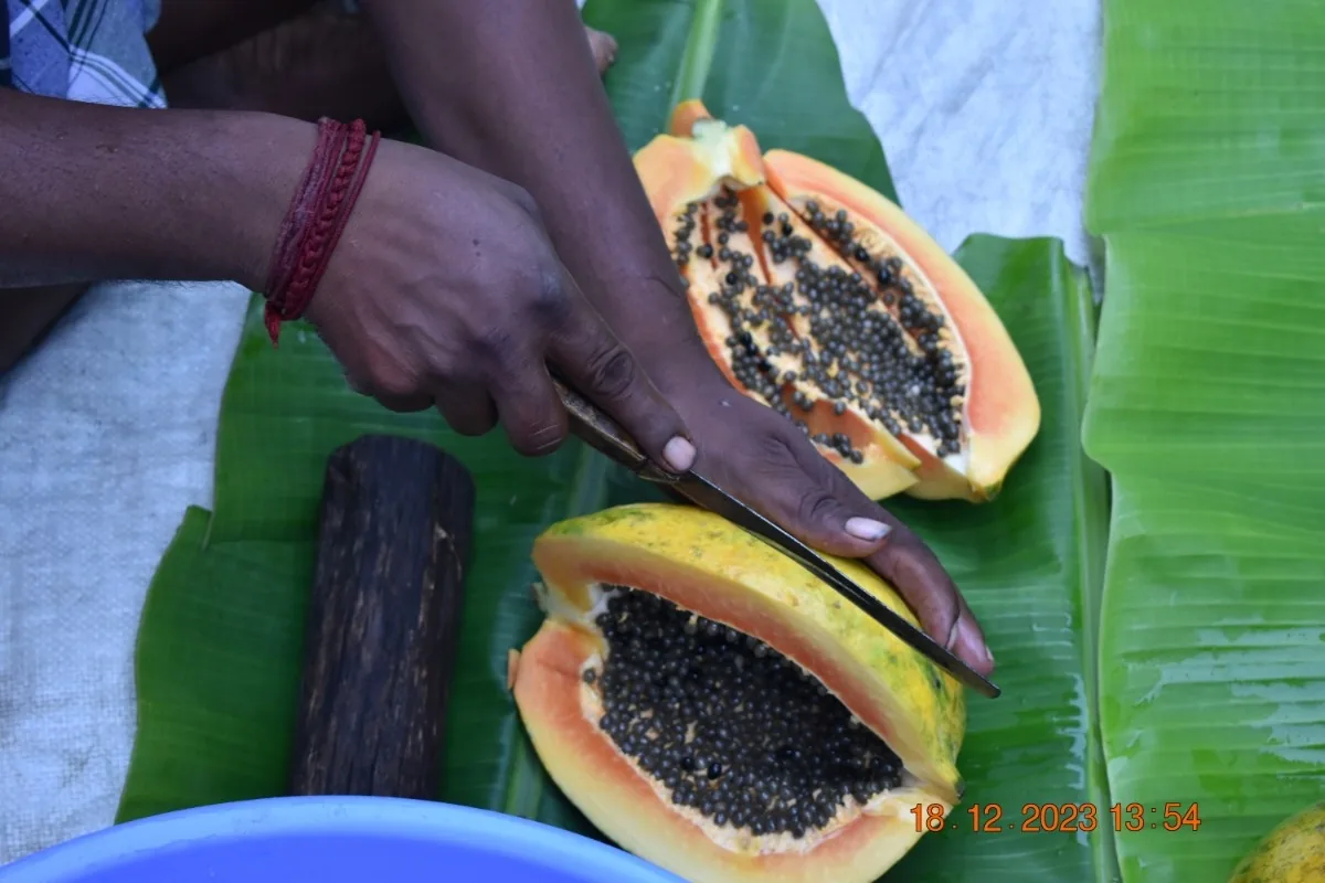 Crafting Excellence — Our Processing Journey — PKC Kudiraipanjan Estate