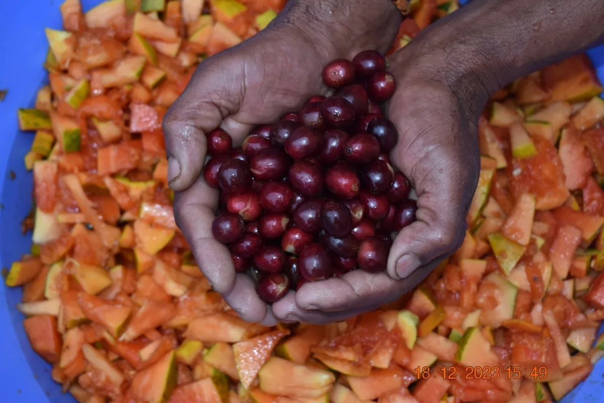 Crafting Excellence — Our Processing Journey — PKC Kudiraipanjan Estate