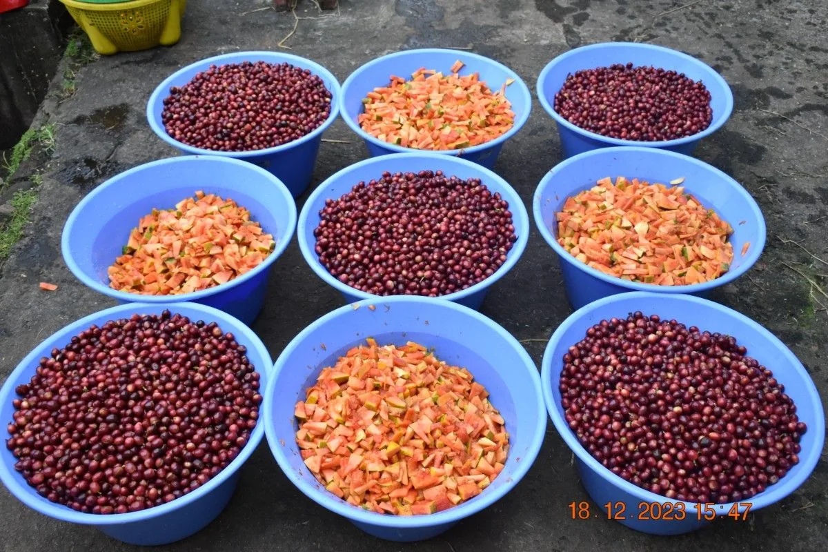 Crafting Excellence — Our Processing Journey — PKC Kudiraipanjan Estate