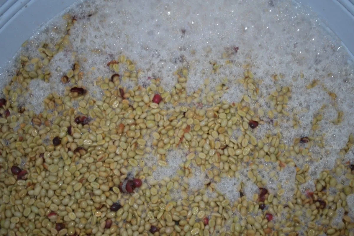 Crafting Excellence — Our Processing Journey — PKC Kudiraipanjan Estate