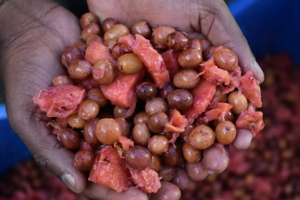 Crafting Excellence — Our Processing Journey — PKC Kudiraipanjan Estate