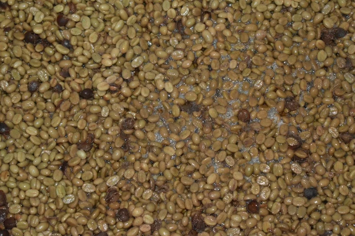 Crafting Excellence — Our Processing Journey — PKC Kudiraipanjan Estate