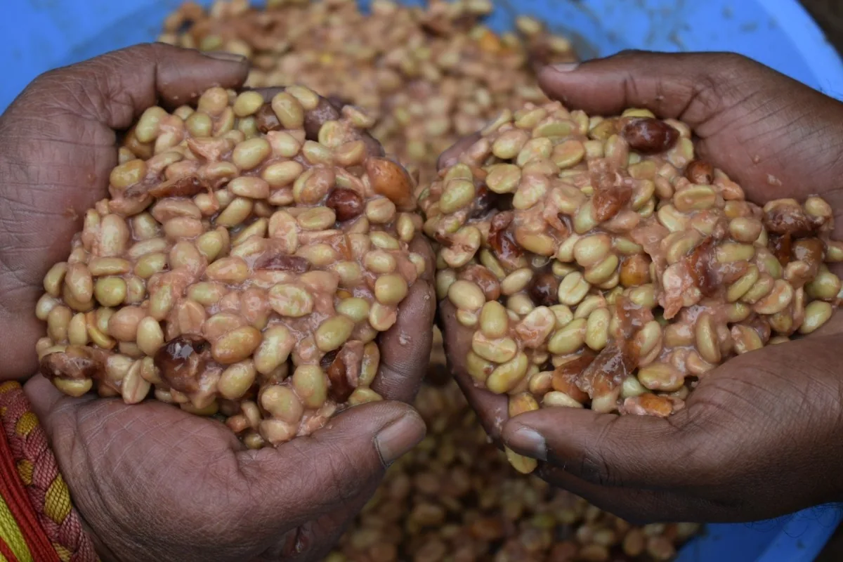 Crafting Excellence — Our Processing Journey — PKC Kudiraipanjan Estate