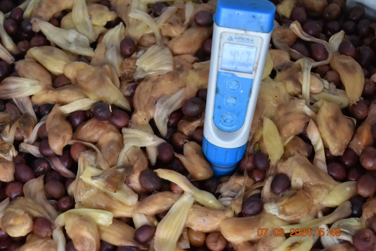 Crafting Excellence — Our Processing Journey — PKC Kudiraipanjan Estate