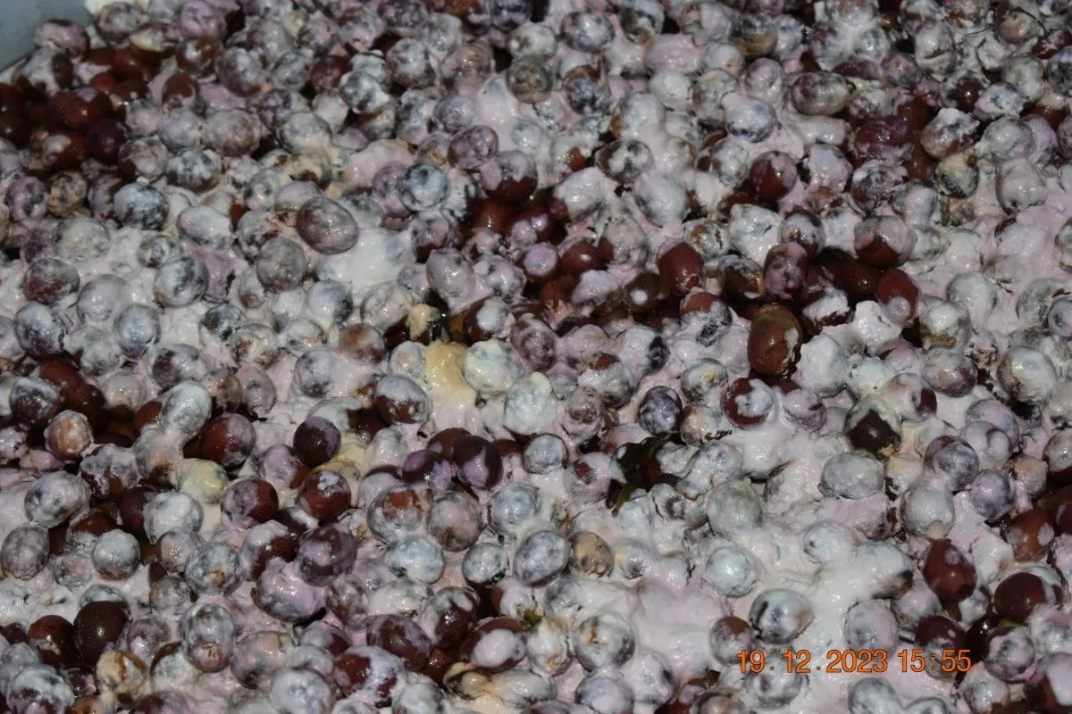 Crafting Excellence — Our Processing Journey — PKC Kudiraipanjan Estate