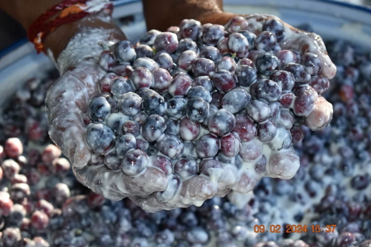 Crafting Excellence — Our Processing Journey — PKC Kudiraipanjan Estate