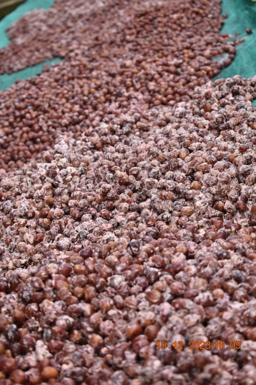 Crafting Excellence — Our Processing Journey — PKC Kudiraipanjan Estate