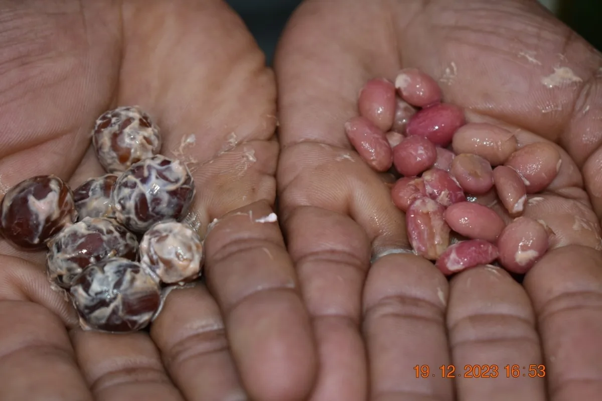 Crafting Excellence — Our Processing Journey — PKC Kudiraipanjan Estate