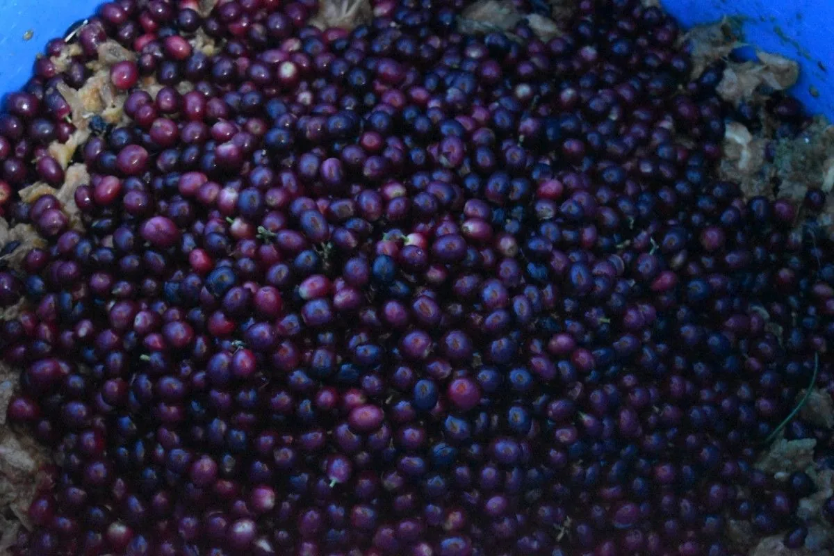 Crafting Excellence — Our Processing Journey — PKC Kudiraipanjan Estate