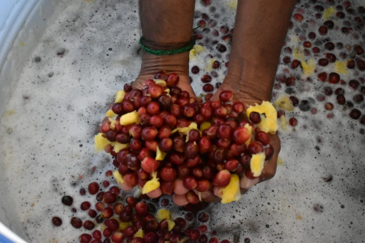 Crafting Excellence — Our Processing Journey — PKC Kudiraipanjan Estate