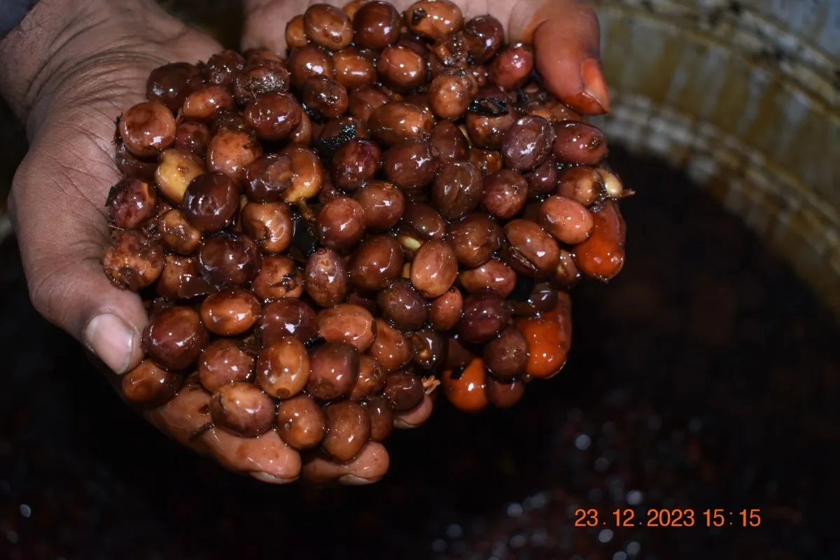 Crafting Excellence — Our Processing Journey — PKC Kudiraipanjan Estate