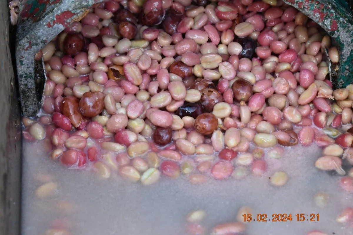 Crafting Excellence — Our Processing Journey — PKC Kudiraipanjan Estate