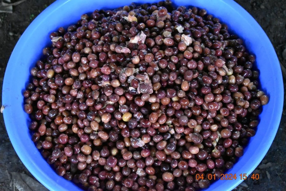 Crafting Excellence — Our Processing Journey — PKC Kudiraipanjan Estate