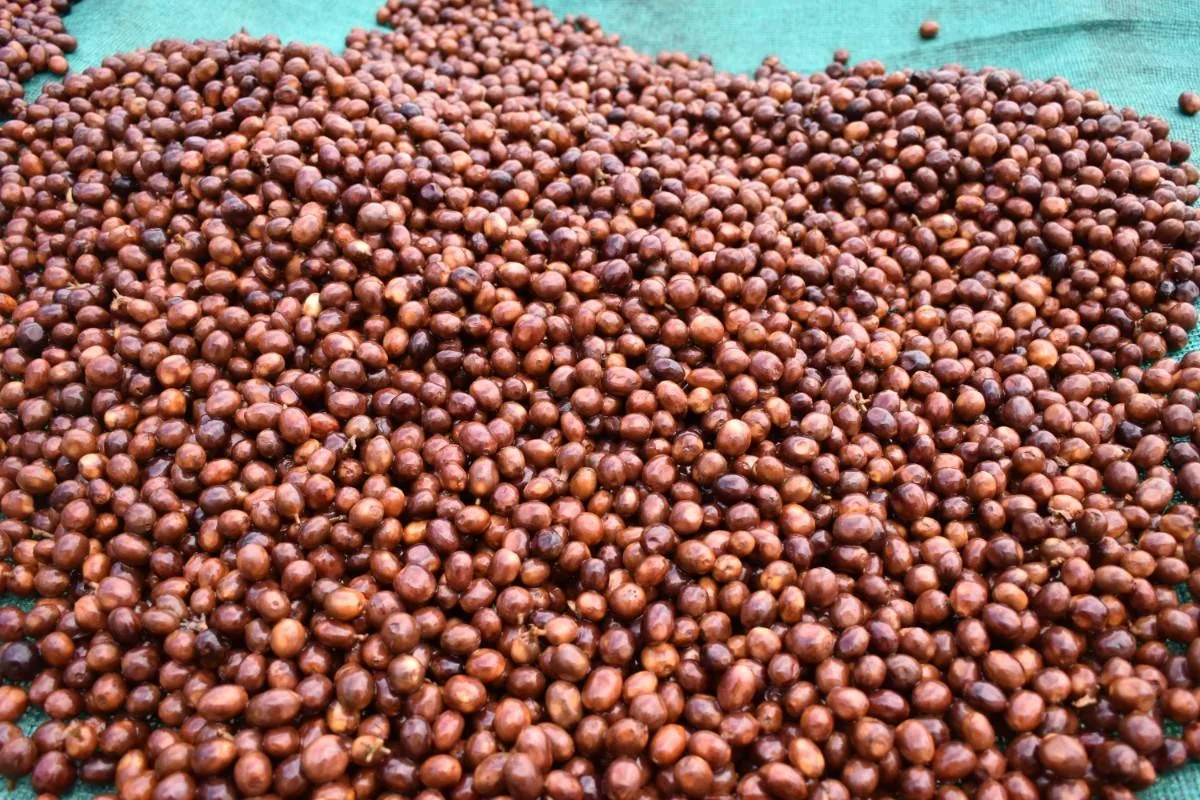 Crafting Excellence — Our Processing Journey — PKC Kudiraipanjan Estate