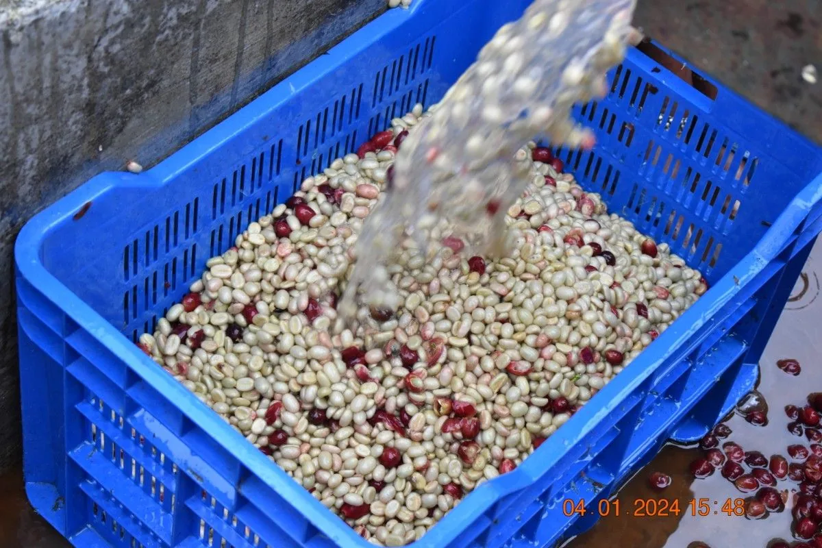 Crafting Excellence — Our Processing Journey — PKC Kudiraipanjan Estate