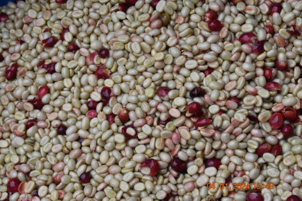 Crafting Excellence — Our Processing Journey — PKC Kudiraipanjan Estate