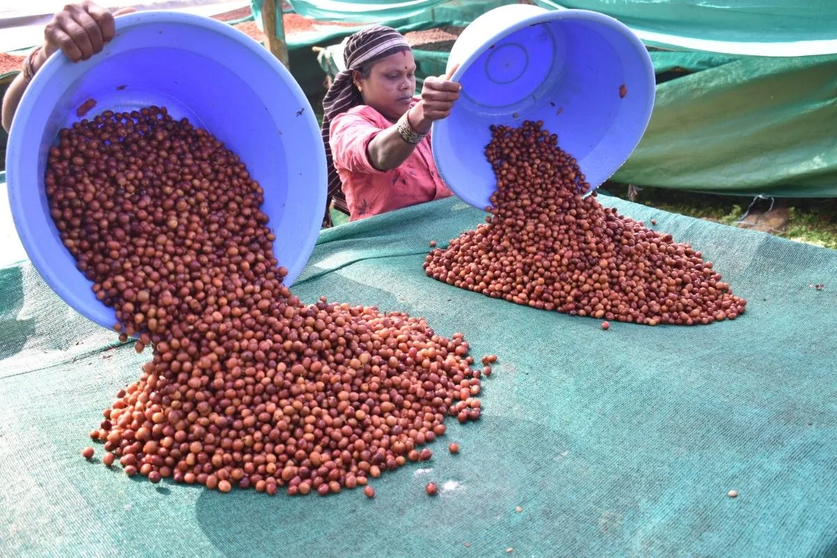 Crafting Excellence — Our Processing Journey — PKC Kudiraipanjan Estate