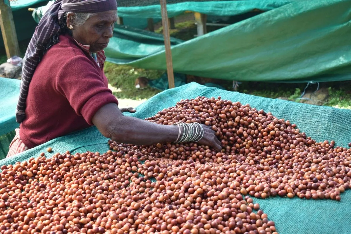 Crafting Excellence — Our Processing Journey — PKC Kudiraipanjan Estate