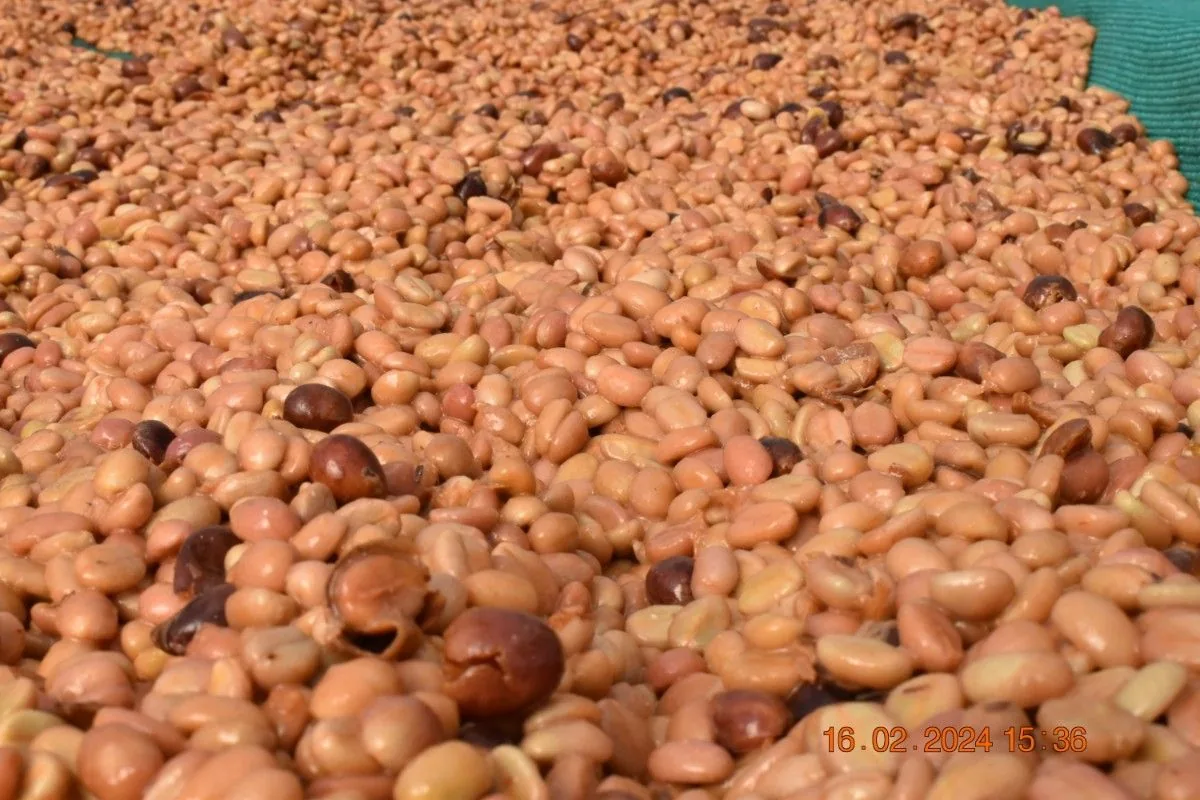 Crafting Excellence — Our Processing Journey — PKC Kudiraipanjan Estate