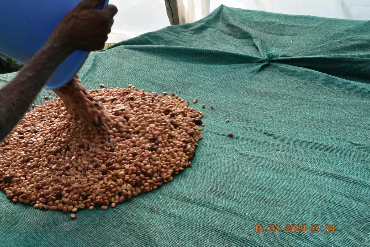 Crafting Excellence — Our Processing Journey — PKC Kudiraipanjan Estate