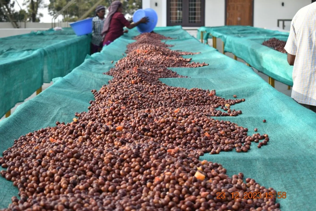 Crafting Excellence — Our Processing Journey — PKC Kudiraipanjan Estate
