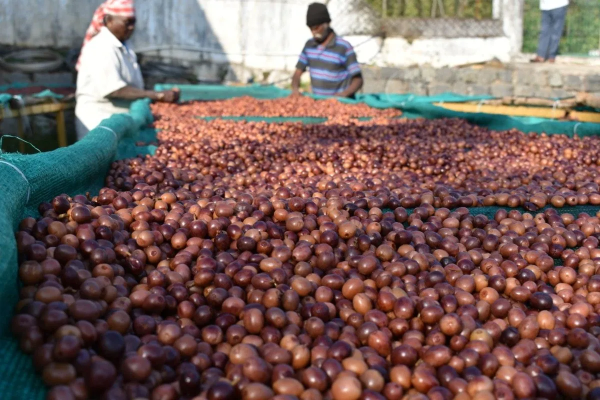 Crafting Excellence — Our Processing Journey — PKC Kudiraipanjan Estate