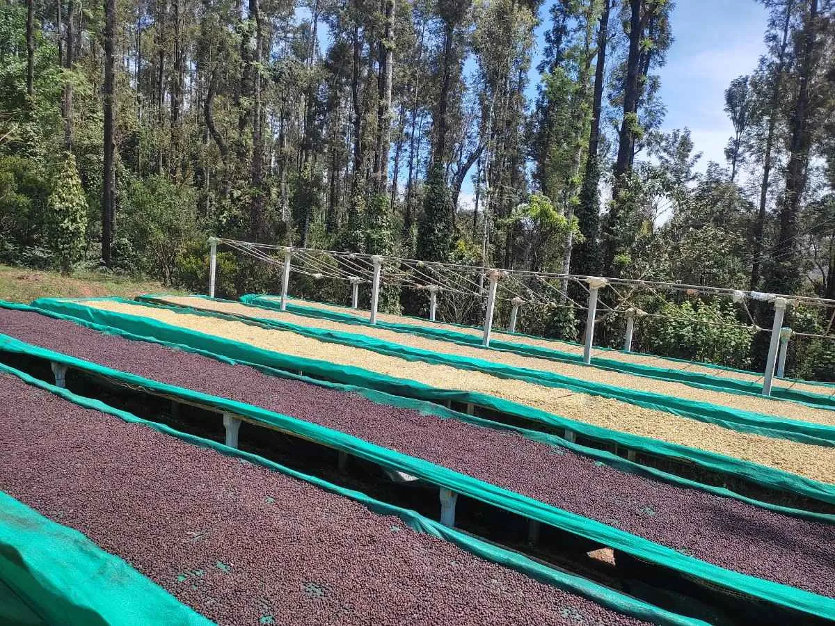 Crafting Excellence — Our Processing Journey — PKC Kudiraipanjan Estate