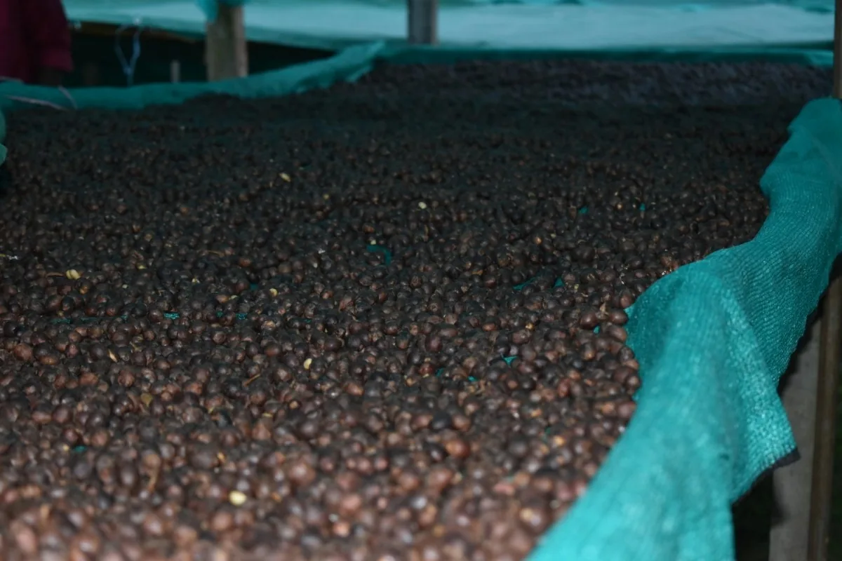 Crafting Excellence — Our Processing Journey — PKC Kudiraipanjan Estate