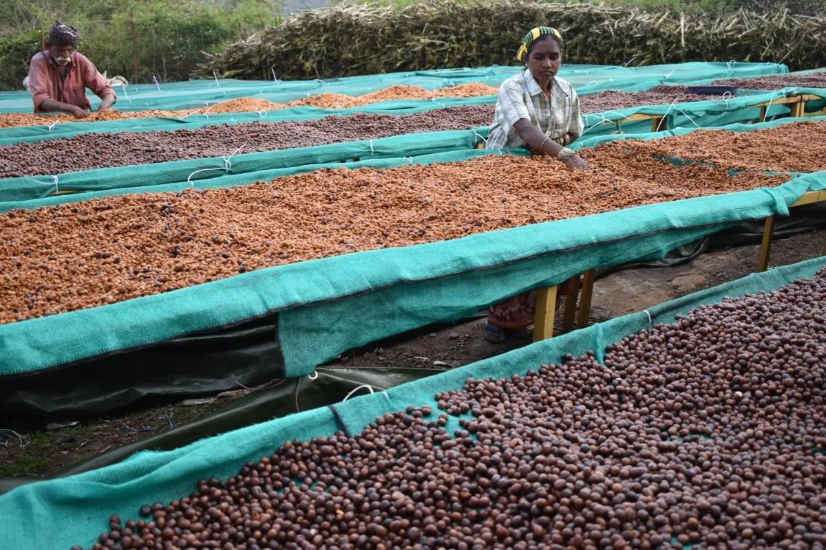 Crafting Excellence — Our Processing Journey — PKC Kudiraipanjan Estate