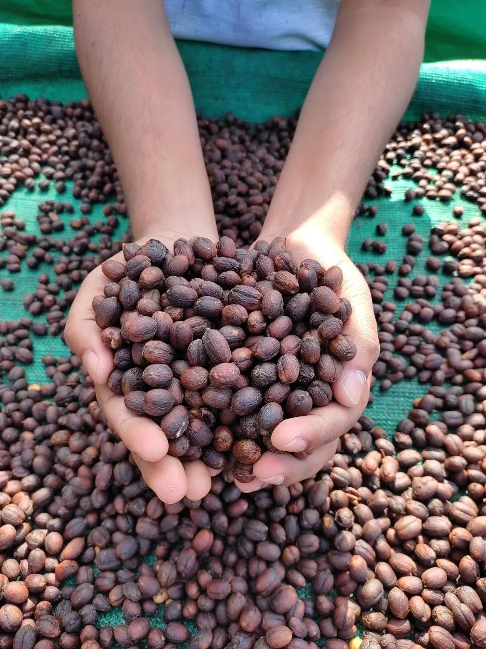 Crafting Excellence — Our Processing Journey — PKC Kudiraipanjan Estate