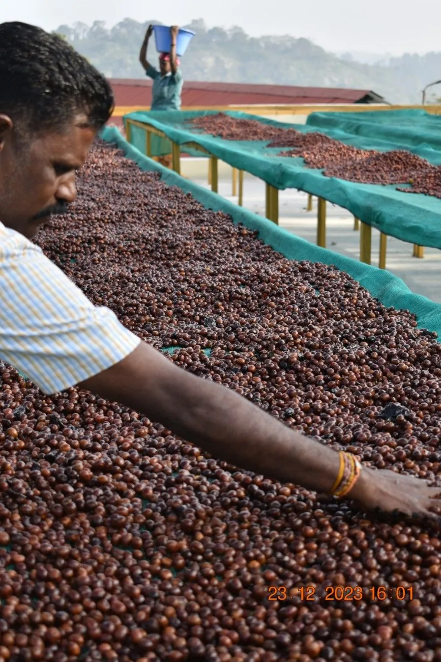 Crafting Excellence — Our Processing Journey — PKC Kudiraipanjan Estate