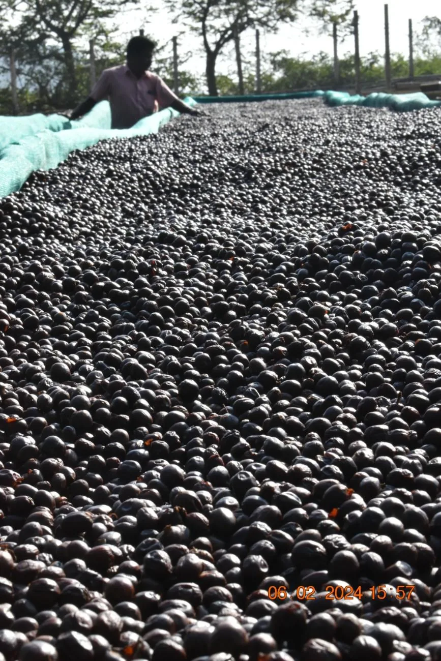 Crafting Excellence — Our Processing Journey — PKC Kudiraipanjan Estate