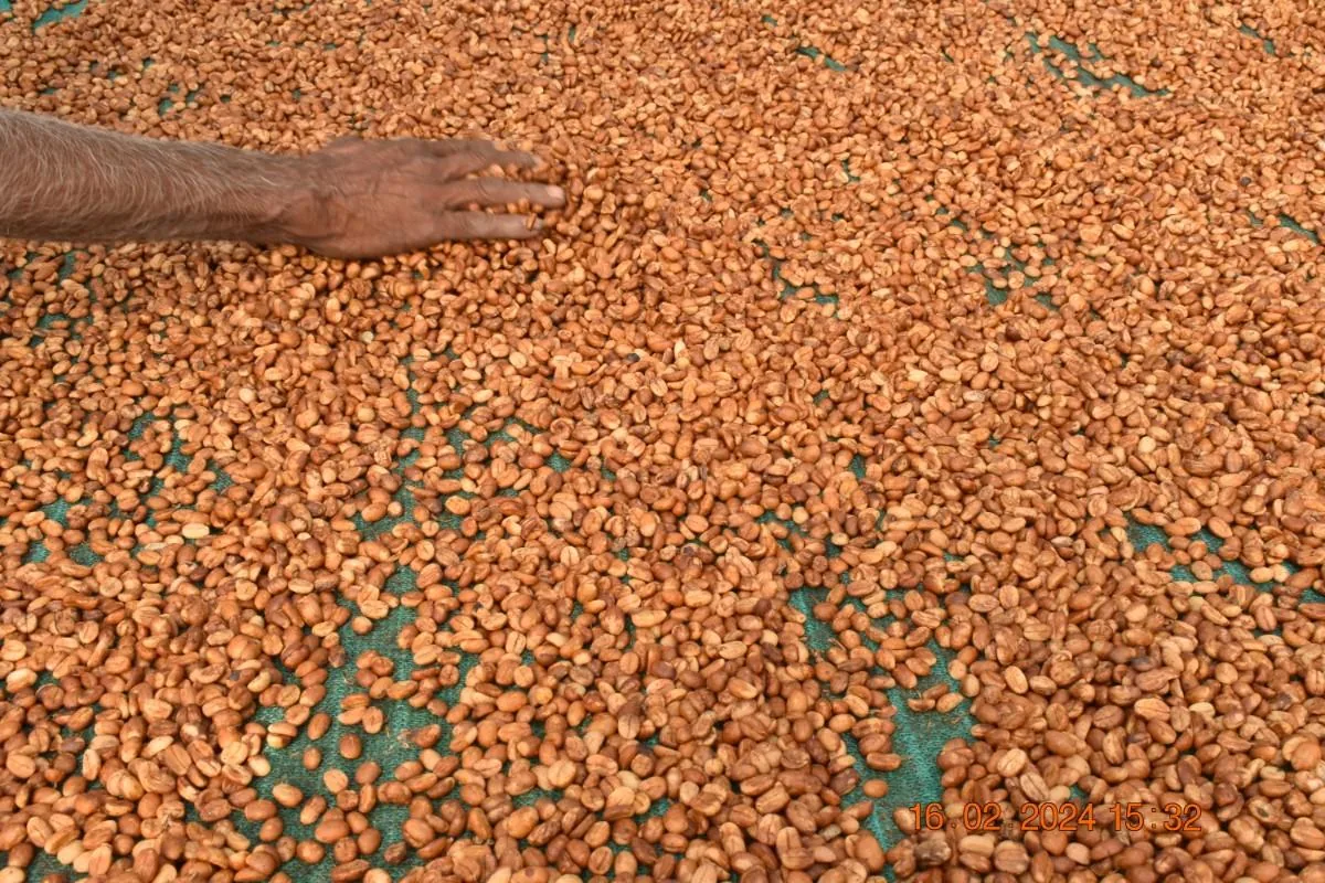 Crafting Excellence — Our Processing Journey — PKC Kudiraipanjan Estate