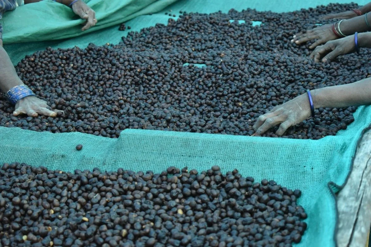 Crafting Excellence — Our Processing Journey — PKC Kudiraipanjan Estate