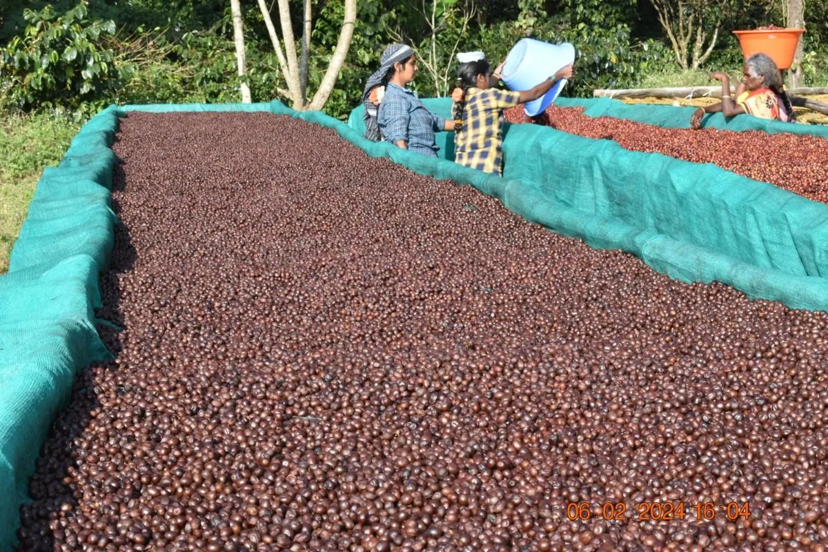 Crafting Excellence — Our Processing Journey — PKC Kudiraipanjan Estate