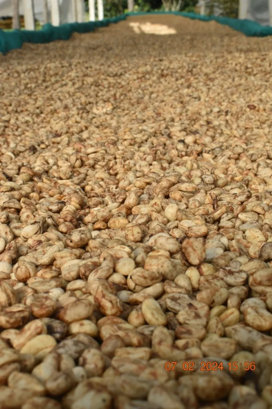 Crafting Excellence — Our Processing Journey — PKC Kudiraipanjan Estate
