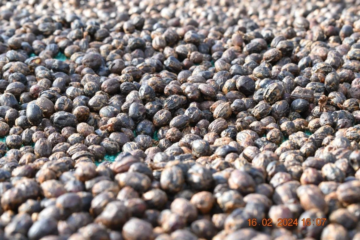 Crafting Excellence — Our Processing Journey — PKC Kudiraipanjan Estate