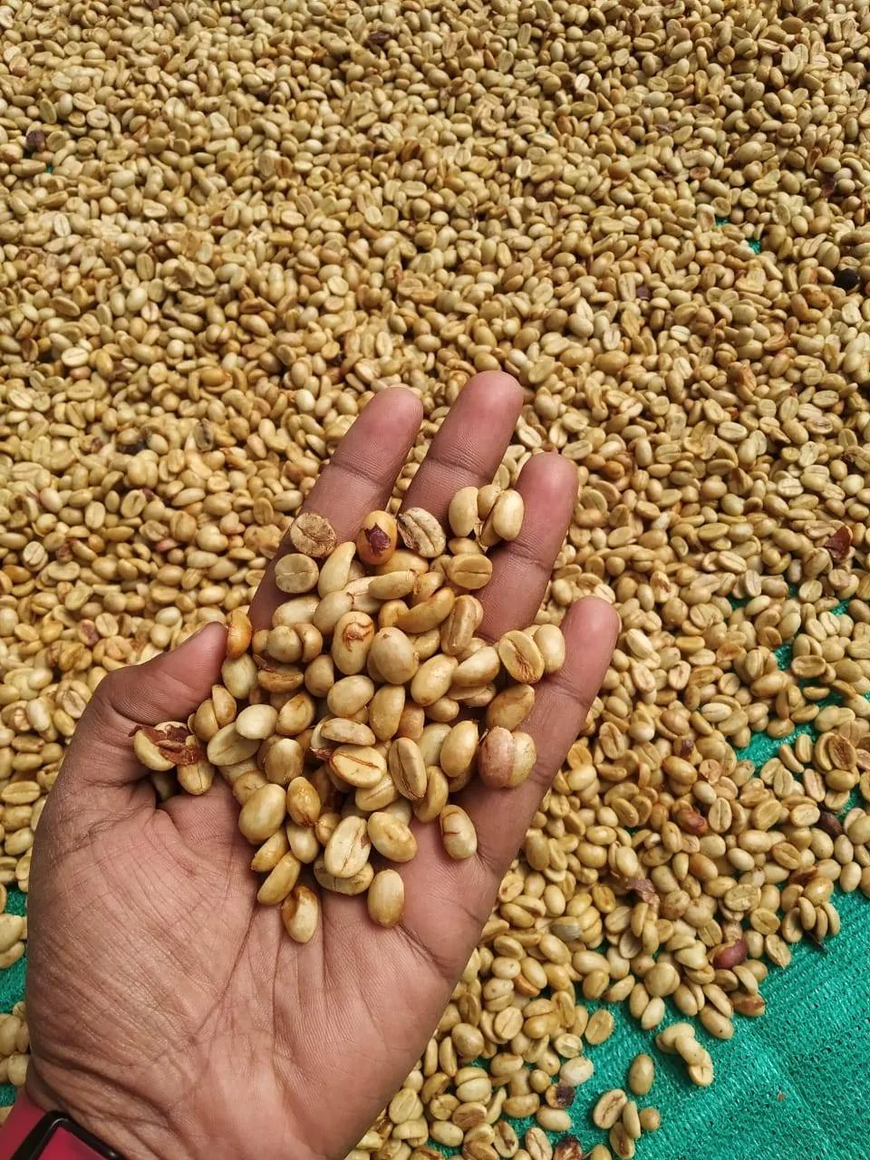 Crafting Excellence — Our Processing Journey — PKC Kudiraipanjan Estate