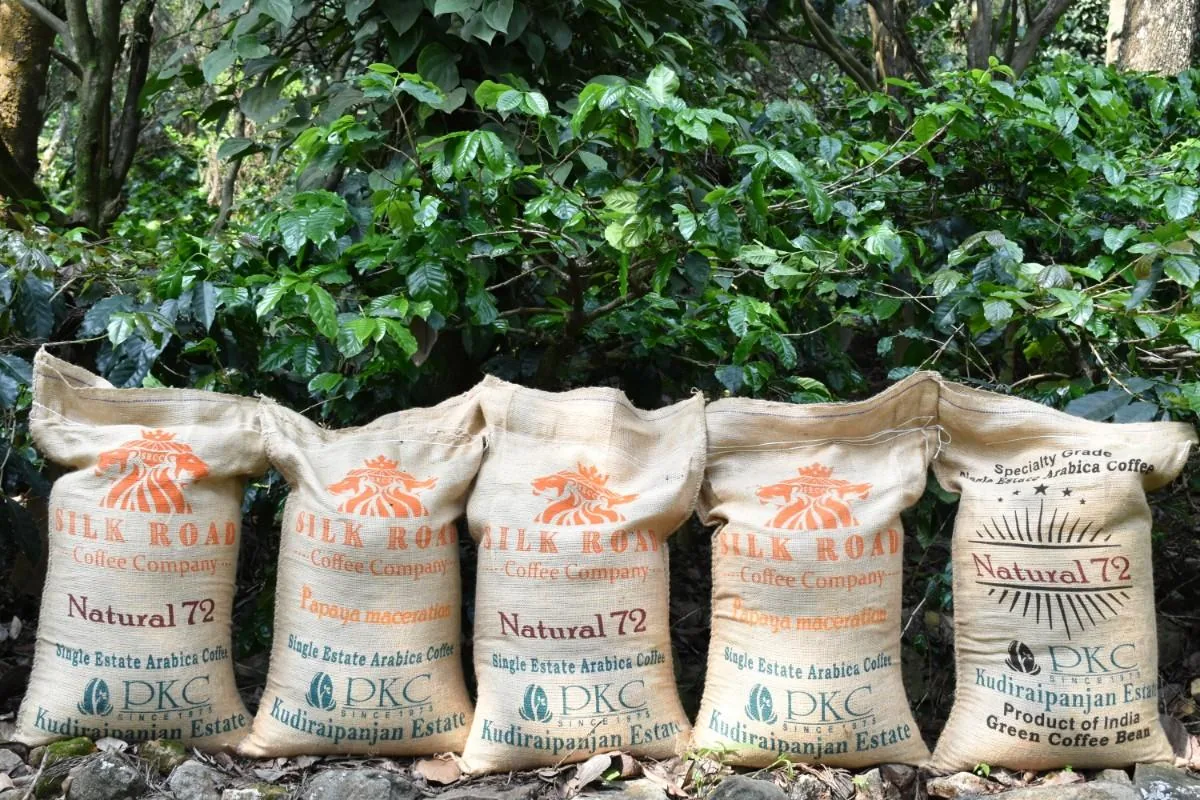 Crafting Excellence — Our Processing Journey — PKC Kudiraipanjan Estate